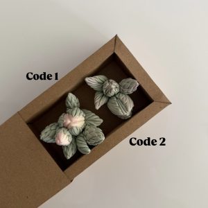 غنچه کاکتوس شهر زاد 1 , 2